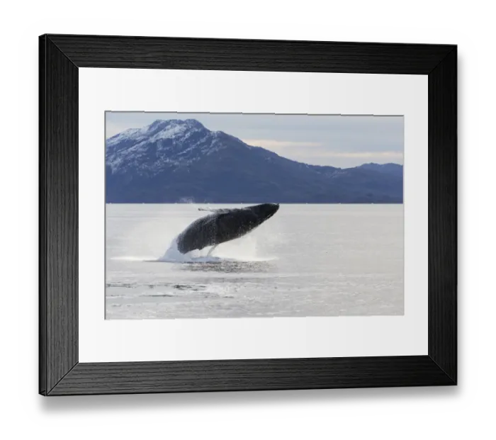 Framed Print : Humpback whale (Megaptera novaeangliae) Umbili, a female age 8 years, breaching