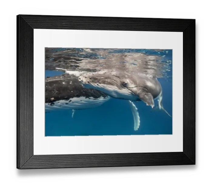 Framed Print : Humpback whale (Megaptera novaeangliae) calf, Vava u, Tonga Framed Print : Humpback whale (Megaptera novaeangliae) calf, Vava u, Tonga