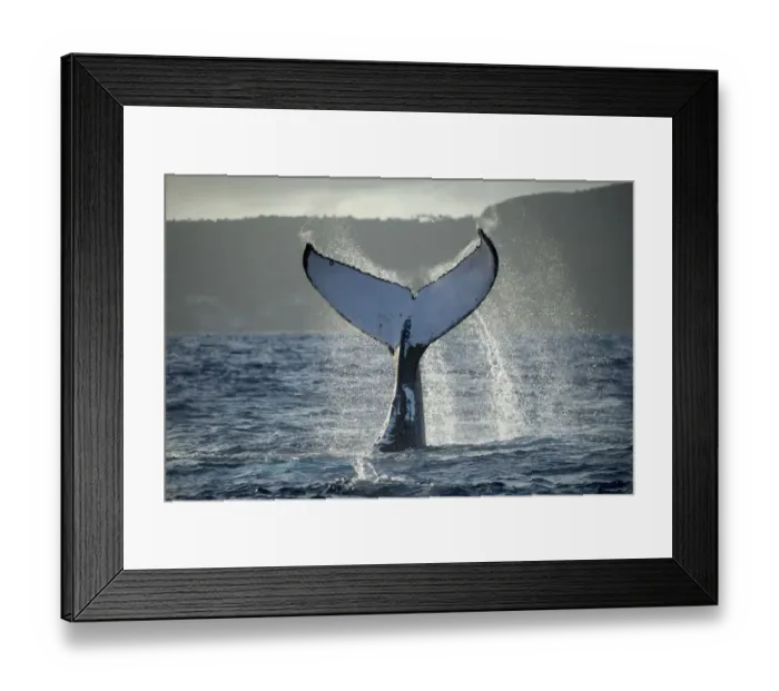 Framed Print : Humpback whale (Megaptera novaeangliae) tail fluke, Vava u, Tonga Framed Print : Humpback whale (Megaptera novaeangliae) tail fluke, Vava u, Tonga