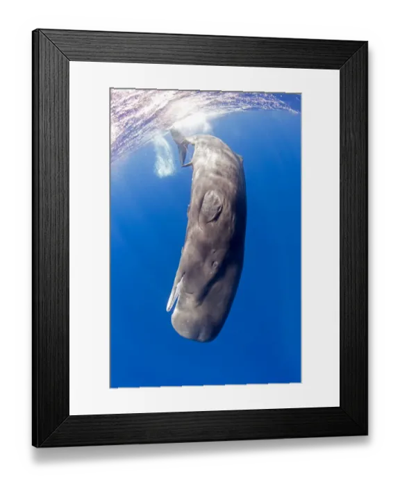 Framed Print : Young Sperm whale (Physeter macrocephalus) with erect penis Dominica, Caribbean Sea, Atlantic Ocean Framed Print : Young Sperm whale (Physeter macrocephalus) with erect penis Dominica, Caribbean Sea, Atlantic Ocean