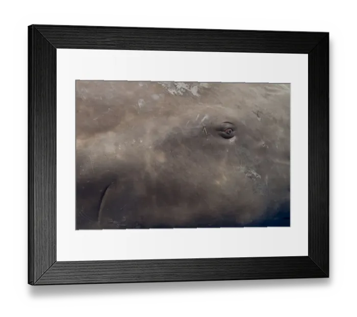 Framed Print : Close up of eye of Sperm whale (Physeter macrocephalus) Dominica, Caribbean Sea, Atlantic Ocean