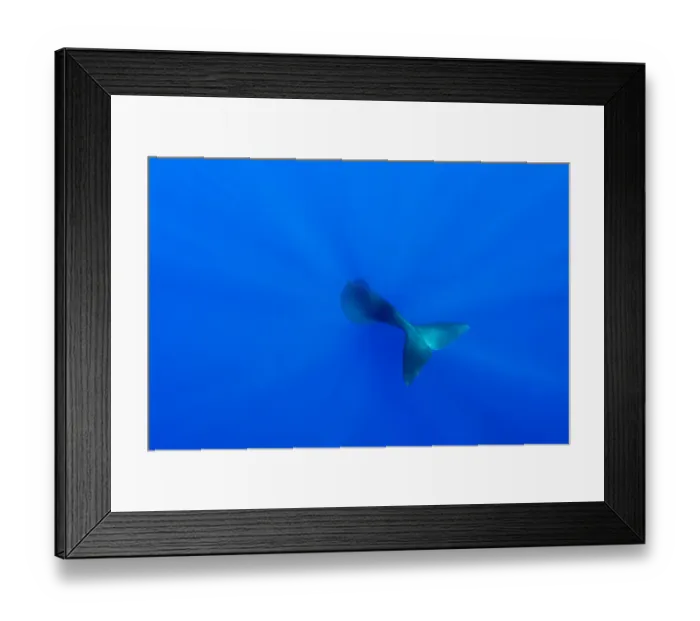 Framed Print : Tail of Sperm whale (Physeter macrocephalus) diving. Dominica, Caribbean Sea, Atlantic Ocean Framed Print : Tail of Sperm whale (Physeter macrocephalus) diving. Dominica, Caribbean Sea, Atlantic Ocean