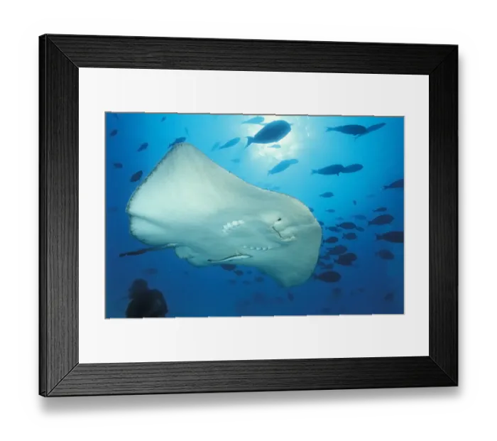 Framed Print : Blackspotted stingray (Taeniurops meyeni) with a remora (Echeneis naucrates) attached Framed Print : Blackspotted stingray (Taeniurops meyeni) with a remora (Echeneis naucrates) attached