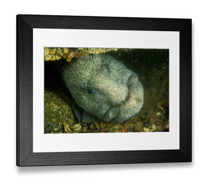 Framed Print : Wolf-eel (Anarrhichthys ocellatus) Vancouver Island, British Columbia, Pacific Ocean
