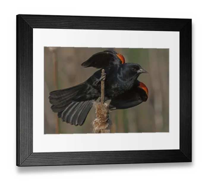 Framed Print : Red-winged blackbird (Agelaius phoeniceus) male in territorial display, Virginia, USA Framed Print : Red-winged blackbird (Agelaius phoeniceus) male in territorial display, Virginia, USA