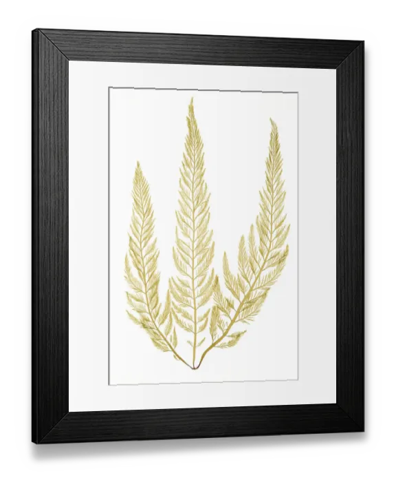 Framed Print : Brown algae (Desmarestia anceps) from King George Island, South Shetland Islands, Antarctica Framed Print : Brown algae (Desmarestia anceps) from King George Island, South Shetland Islands, Antarctica