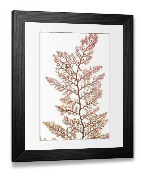 Framed Print : Red algae (Microcladia coulteri) from Bradys beach, Vancouver, Canada, April Framed Print : Red algae (Microcladia coulteri) from Bradys beach, Vancouver, Canada, April