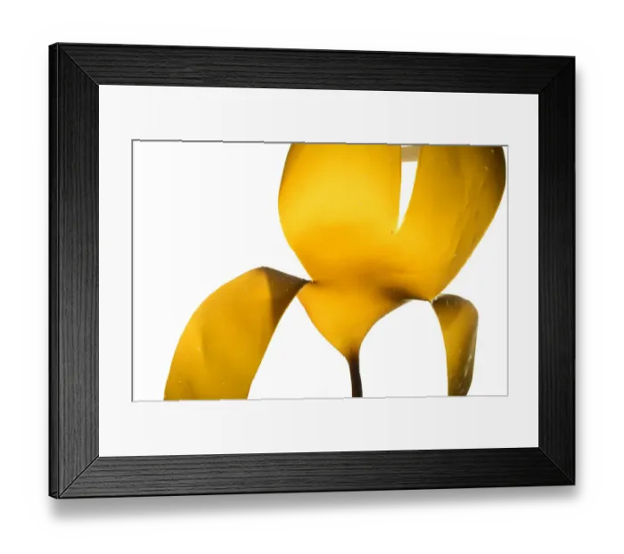 Framed Print : Oarweed (Laminaria digitata) from Roscoff, France, April. Preserved specimen Framed Print : Oarweed (Laminaria digitata) from Roscoff, France, April. Preserved specimen