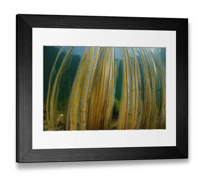 Framed Print : Dead mans rope algae (Chorda filum), Purbeck Marine Wildlife Reserve, Kimmeridge Bay Framed Print : Dead mans rope algae (Chorda filum), Purbeck Marine Wildlife Reserve, Kimmeridge Bay