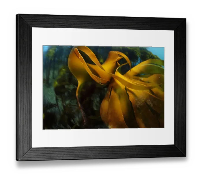 Framed Print : Kelp forest (Laminaria hyperborea), Atlantic Ocean, North West Norway, March