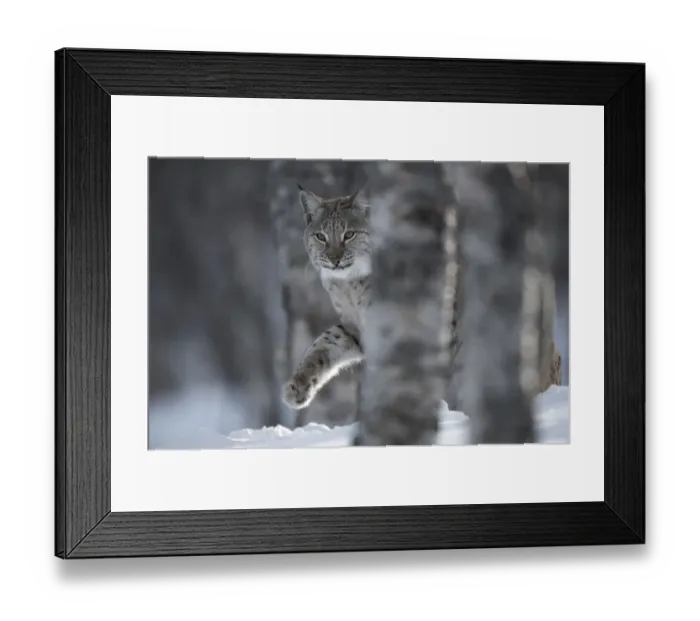 Framed Print : European lynx (Lynx lynx) adult female walking through snow behind tree in winter birch forest Framed Print : European lynx (Lynx lynx) adult female walking through snow behind tree in winter birch forest