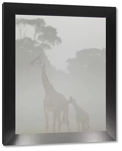 Masai giraffe (Giraffa camelopardalis tippelskirchi) mother and young in the mist at dawn