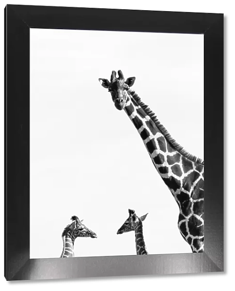 Reticulated giraffes (Giraffa camelopardalis reticulata) black and white picture of group of three