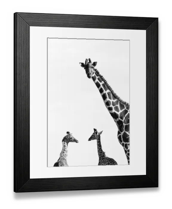 Framed Print : Reticulated giraffes (Giraffa camelopardalis reticulata) black and white picture of group of three Framed Print : Reticulated giraffes (Giraffa camelopardalis reticulata) black and white picture of group of three