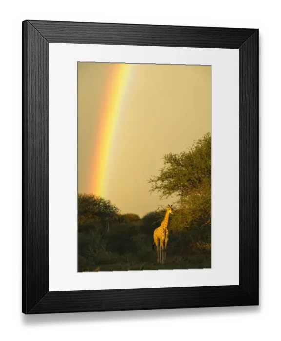 Framed Print : Giraffe (Giraffa camelopardalis) in evening light with rainbow, Marataba, Marakele National Park Framed Print : Giraffe (Giraffa camelopardalis) in evening light with rainbow, Marataba, Marakele National Park