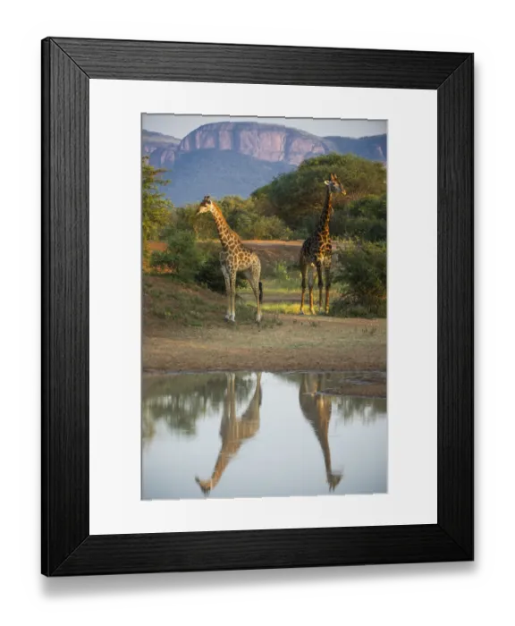 Framed Print : Two Giraffes (Giraffa camelopardalis) by water with reflections, Marataba, Marakele National Park Framed Print : Two Giraffes (Giraffa camelopardalis) by water with reflections, Marataba, Marakele National Park