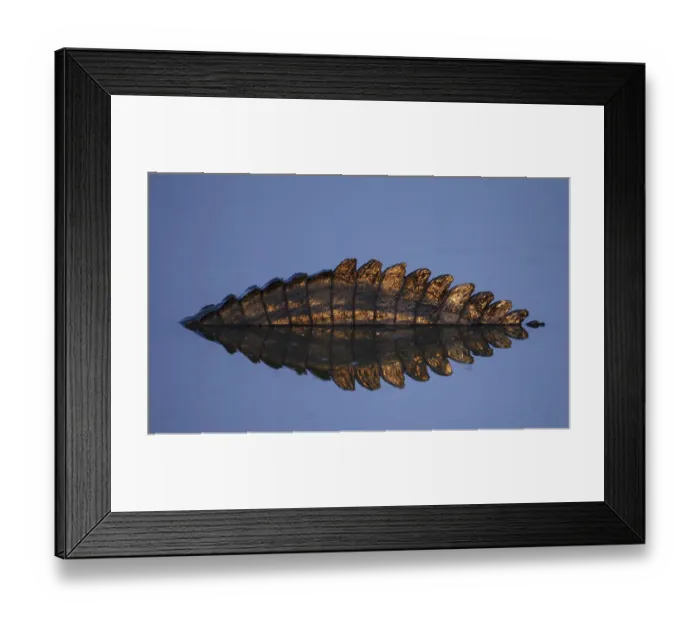 Framed Print : Yacare caiman (Caiman yacare) abstract view of tail and reflection at sunrise, Pantanal Framed Print : Yacare caiman (Caiman yacare) abstract view of tail and reflection at sunrise, Pantanal