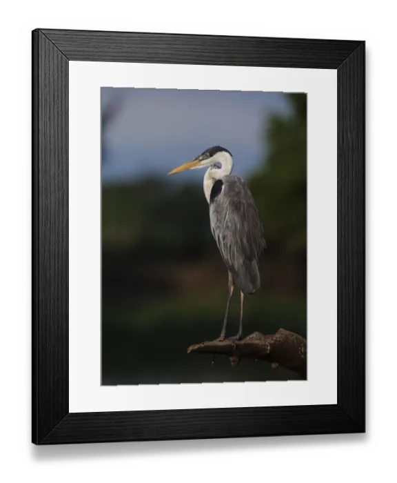 Framed Print : Cocoi heron (Ardea cocoi) resting portrait, Pantanal, Brazil Framed Print : Cocoi heron (Ardea cocoi) resting portrait, Pantanal, Brazil