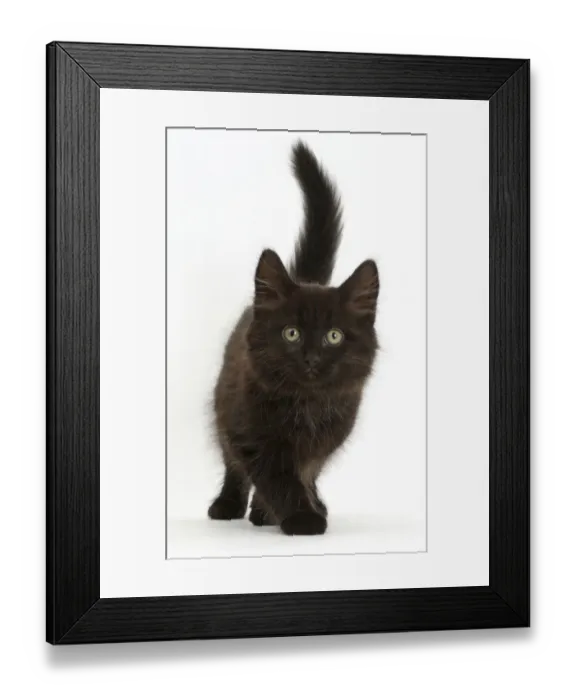 Framed Print : Fluffy black kitten, 10 weeks, walking Framed Print : Fluffy black kitten, 10 weeks, walking
