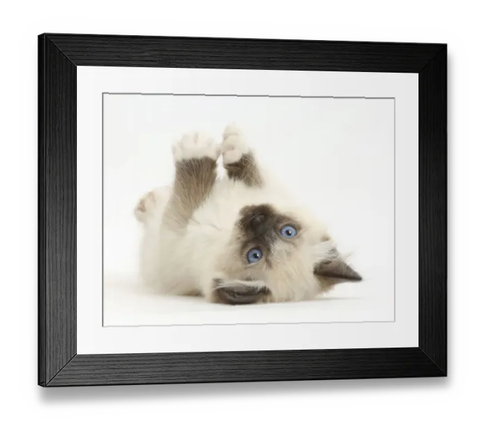 Framed Print : Ragdoll kitten, 10 weeks, lying on her back Framed Print : Ragdoll kitten, 10 weeks, lying on her back