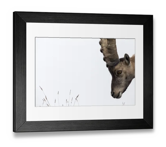 Framed Print : Alpine ibex (Capra ibex) portrait of young male, Bernese Alps, Switzerland, July