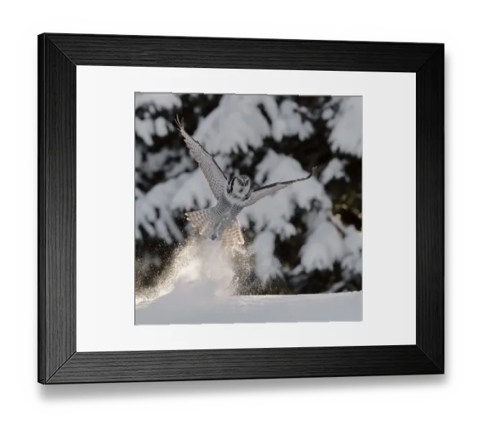 Framed Print : Hawk owl (Surnia ulula) takingn off from powder snow, possibly with prey in talons Framed Print : Hawk owl (Surnia ulula) takingn off from powder snow, possibly with prey in talons