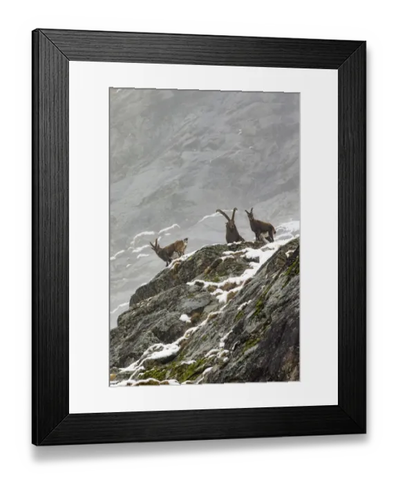Framed Print : Alpine ibex (Capra ibex) group posing on a rocky mountain side on misty day, Gran Framed Print : Alpine ibex (Capra ibex) group posing on a rocky mountain side on misty day, Gran