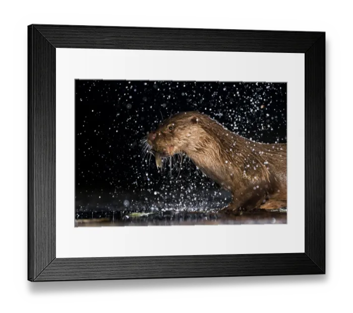 Framed Print : European otter (Lutra lutra) with fish prey, with water splashing around, Kiskunsagi National Park Framed Print : European otter (Lutra lutra) with fish prey, with water splashing around, Kiskunsagi National Park