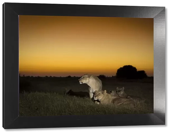 Pride of Lions (Panthera leo) on termite mound at sunset, Okavango Delta, Botswana