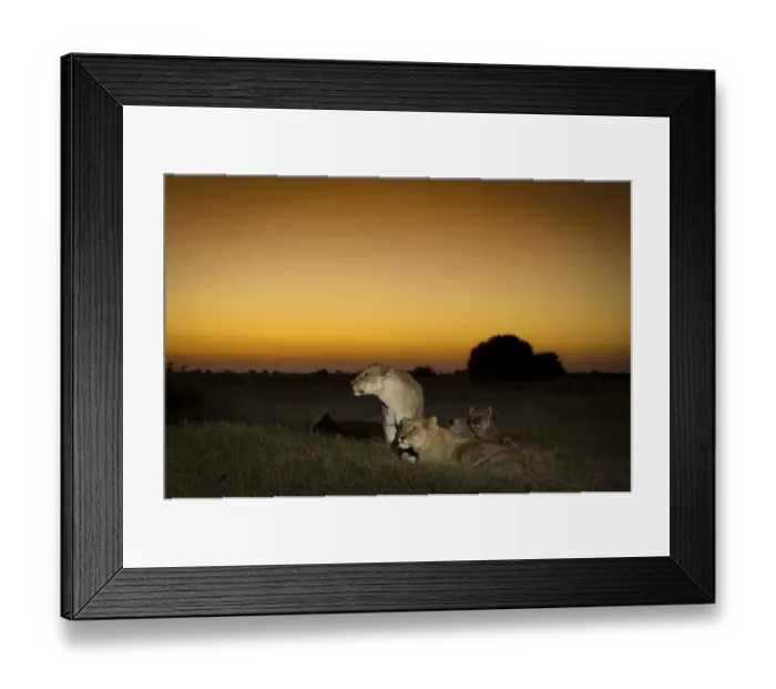 Framed Print : Pride of Lions (Panthera leo) on termite mound at sunset, Okavango Delta, Botswana Framed Print : Pride of Lions (Panthera leo) on termite mound at sunset, Okavango Delta, Botswana