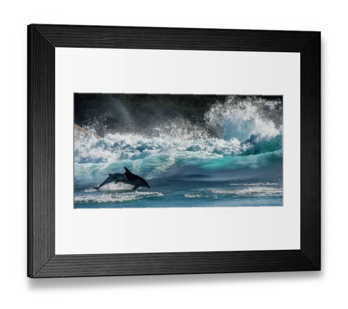 Framed Print : Bottlenose Dolphin (Tursiops truncatus) mother and calf porpoising during annual Sardine run, Port St Johns, South Africa, June Framed Print : Bottlenose Dolphin (Tursiops truncatus) mother and calf porpoising during annual Sardine run, Port St Johns, South Africa, June
