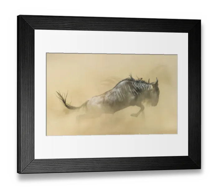 Framed Print : Blue wildebeest (Connochaetes taurinus) running during stampede with Plains zebra Framed Print : Blue wildebeest (Connochaetes taurinus) running during stampede with Plains zebra