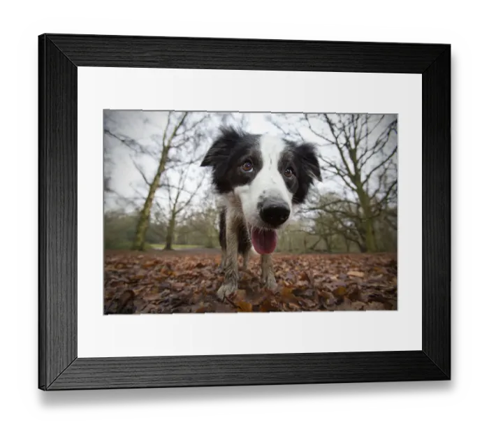 Framed Print : Black and white border collie, Hampstead Heath, England, UK Framed Print : Black and white border collie, Hampstead Heath, England, UK