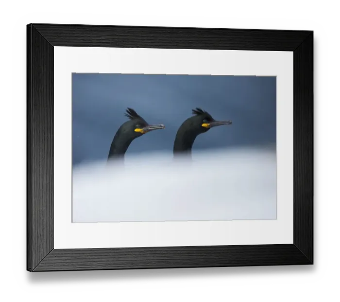 Framed Print : Shag (Phalacrocorax aristotelis) two heads showing above rock, Vardo, Norway March Framed Print : Shag (Phalacrocorax aristotelis) two heads showing above rock, Vardo, Norway March