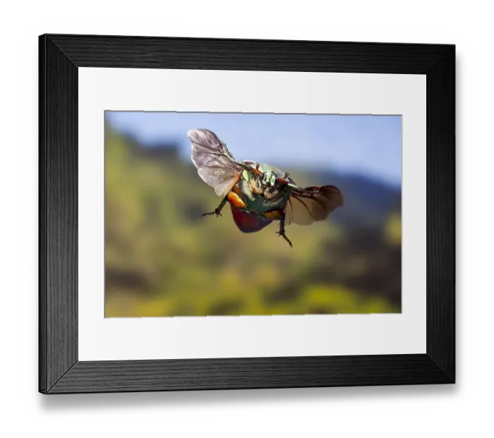 Framed Print : Green june beetle (Cotinis nitida) in flight Williamson County, Texas, USA Controlled conditions Framed Print : Green june beetle (Cotinis nitida) in flight Williamson County, Texas, USA Controlled conditions