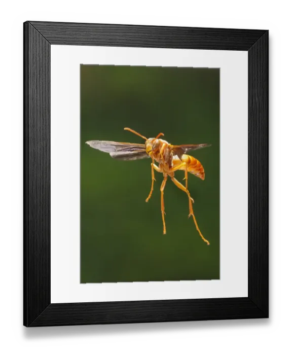Framed Print : Red wasp (Polistes carolina) in flight Lamar County, Texas, USA Controlled conditions Framed Print : Red wasp (Polistes carolina) in flight Lamar County, Texas, USA Controlled conditions
