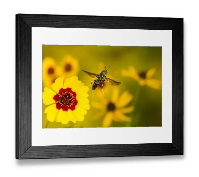Framed Print : Black soldier fly (Hermetia illucens) flying from flower, Tuscaloosa County, Alabama Framed Print : Black soldier fly (Hermetia illucens) flying from flower, Tuscaloosa County, Alabama