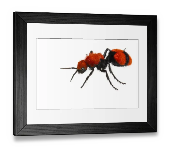 Framed Print : Cow killer velvet ant (Dasymutilla occidentalis) on white background, Tuscaloosa County Framed Print : Cow killer velvet ant (Dasymutilla occidentalis) on white background, Tuscaloosa County