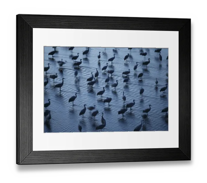 Framed Print : Sandhill Cranes (Grus canadensis) roosting in the Platte River during their northward Framed Print : Sandhill Cranes (Grus canadensis) roosting in the Platte River during their northward