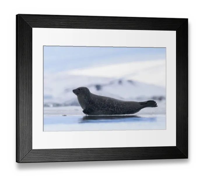 Framed Print : Common seal (Phoca vitulina) hauled out on ice, Iceland, March Framed Print : Common seal (Phoca vitulina) hauled out on ice, Iceland, March