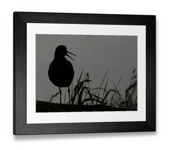 Framed Print : Redshank (Tringa totanus) silhouetted, Iceland, June Framed Print : Redshank (Tringa totanus) silhouetted, Iceland, June