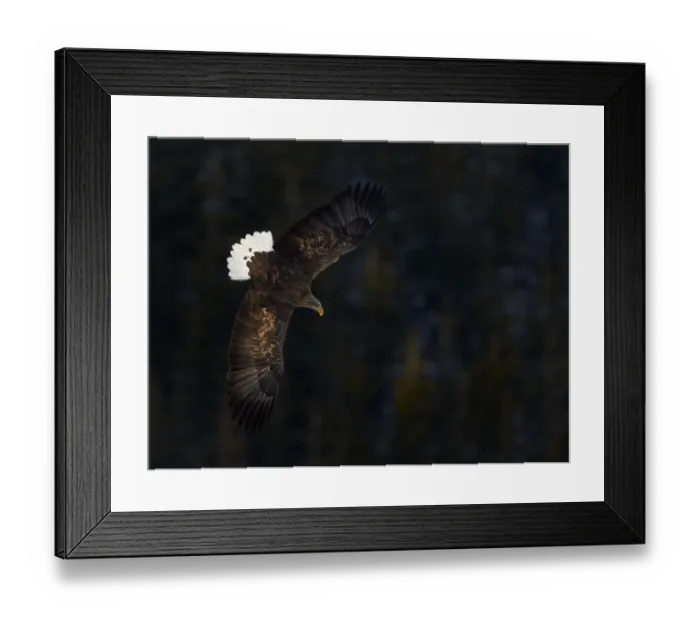 Framed Print : White tailed eagle (Haliaeetus albicilla) in flight, tail feathers caught in morning light Framed Print : White tailed eagle (Haliaeetus albicilla) in flight, tail feathers caught in morning light