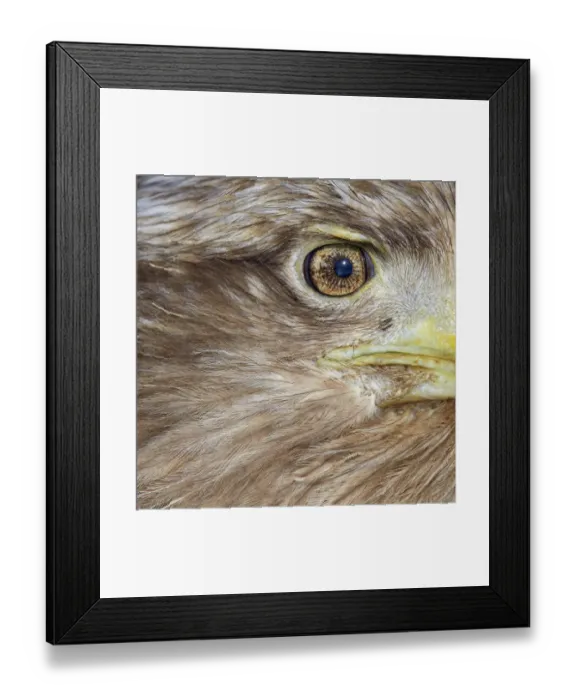 Framed Print : White tailed eagle (Haliaeetus albicilla) close up of eye and face, Hokkaido Japan Framed Print : White tailed eagle (Haliaeetus albicilla) close up of eye and face, Hokkaido Japan