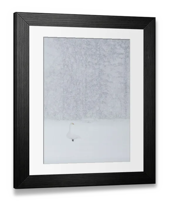 Framed Print : Whooper swan (Cygnus cygnus) standing alone in snow storm, Hokkaido Japan February Framed Print : Whooper swan (Cygnus cygnus) standing alone in snow storm, Hokkaido Japan February