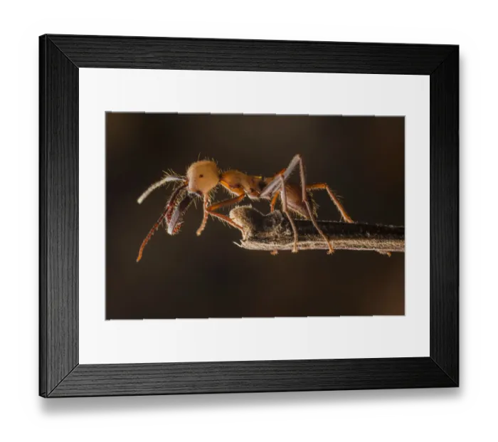 Framed Print : Army ant (Eciton sp. ) soldier, Costa Rica. February 2015 Framed Print : Army ant (Eciton sp. ) soldier, Costa Rica. February 2015