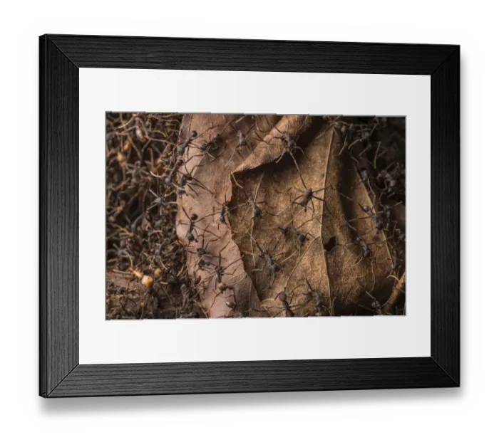 Framed Print : Army ants (Eciton sp. ) Costa Rica. February 2015 Framed Print : Army ants (Eciton sp. ) Costa Rica. February 2015