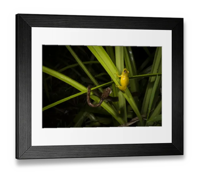 Framed Print : Cat-eyed snake (Leptodeira septentrionalis) predating Olive snouted treefrog (Scinax Framed Print : Cat-eyed snake (Leptodeira septentrionalis) predating Olive snouted treefrog (Scinax