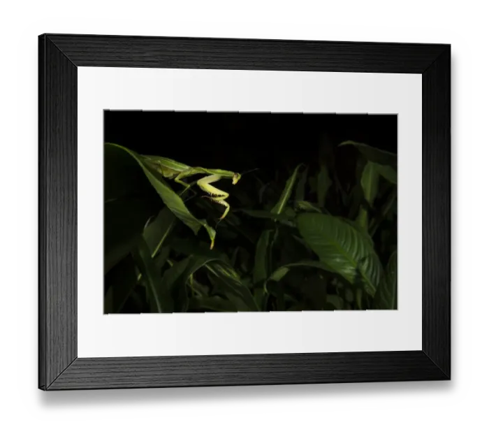 Framed Print : Leaf mantis (Choeradodis sp. ) Tortuguero National Park, Costa Rica Framed Print : Leaf mantis (Choeradodis sp. ) Tortuguero National Park, Costa Rica