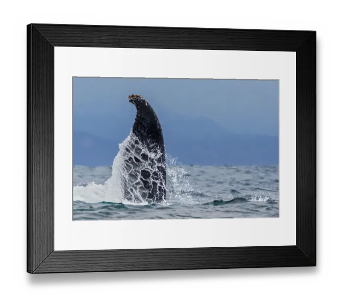 Framed Print : Humpback whale (Megaptera novaeangliae), with flipper raised in the air above water Framed Print : Humpback whale (Megaptera novaeangliae), with flipper raised in the air above water