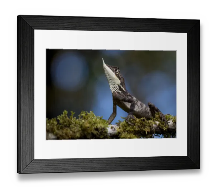Framed Print : Rhino-horned lizard (Ceratophora stoddartii) resting, Horton Plains National Park Framed Print : Rhino-horned lizard (Ceratophora stoddartii) resting, Horton Plains National Park